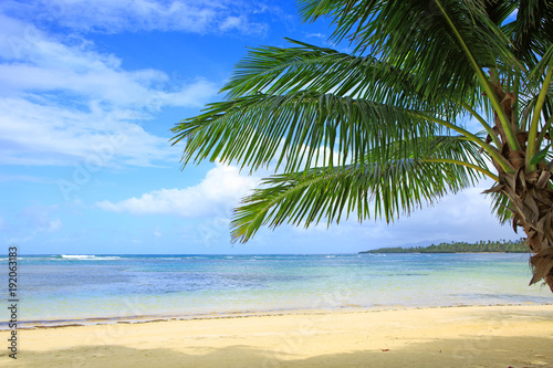 Palm tree on white tropical beach. Travel background. © Swetlana Wall