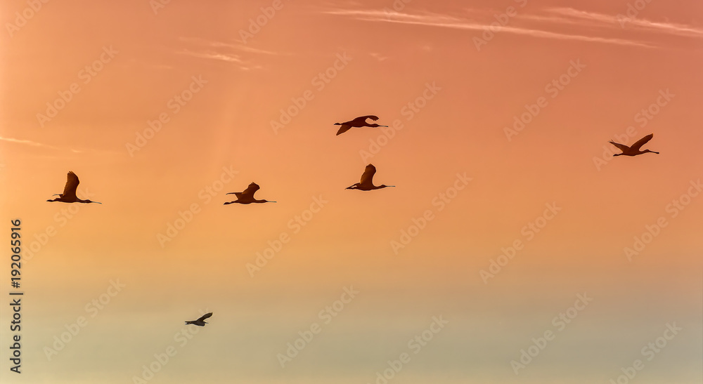 Silhouette of spoonbill birds in flight with red sunset sky