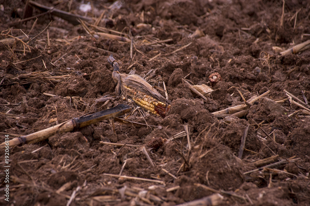 Corn comb on the ground Corn comb on the ground