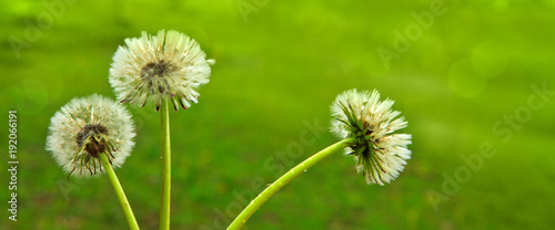 Dandelions isolated on green.