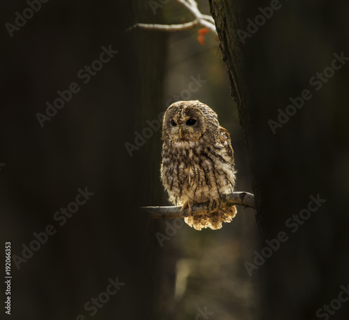 Tawny owl sitting on the branch