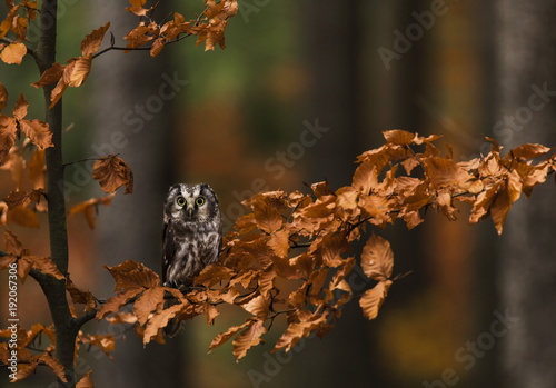 Tengmalm's Owl in autumn leaves
