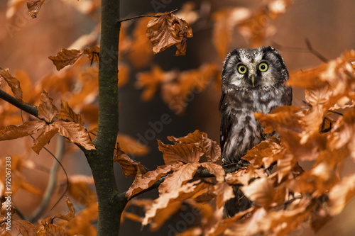 Tengmalm's Owl in autumn leaves photo