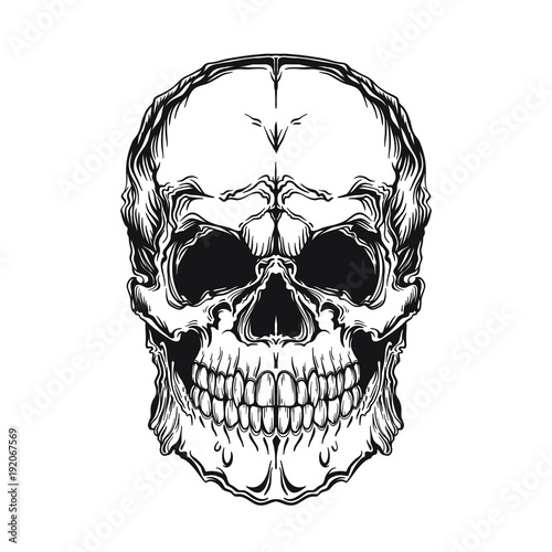 Vector illustration of skull. Isolated on white background