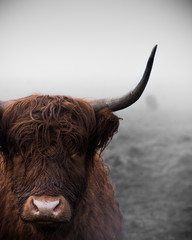 Ingelijste posters Schotse hooglander Hooglander in Schotse natuur  © Fraser
