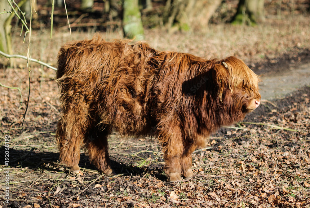 Highland cattle cow grazing in forest Highland cattle cow grazing in forest