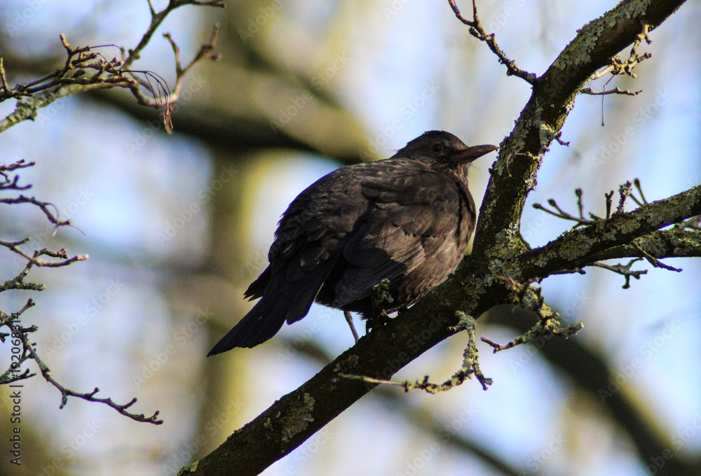 common Eurasian blackbird (Turdus merula) in tree common Eurasian blackbird (Turdus merula) in tree