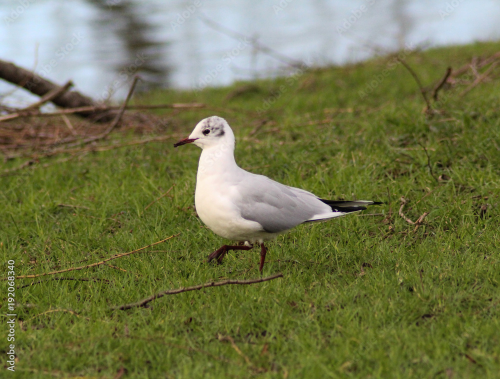 Black headed gull (Chroicocephalus ridibundus) on meadow Black headed gull (Chroicocephalus ridibundus) on meadow