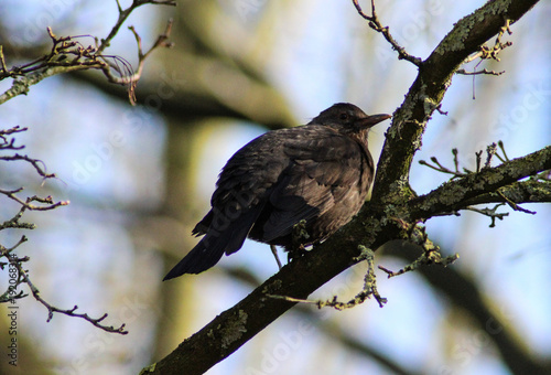   common Eurasian blackbird (Turdus merula) in tree