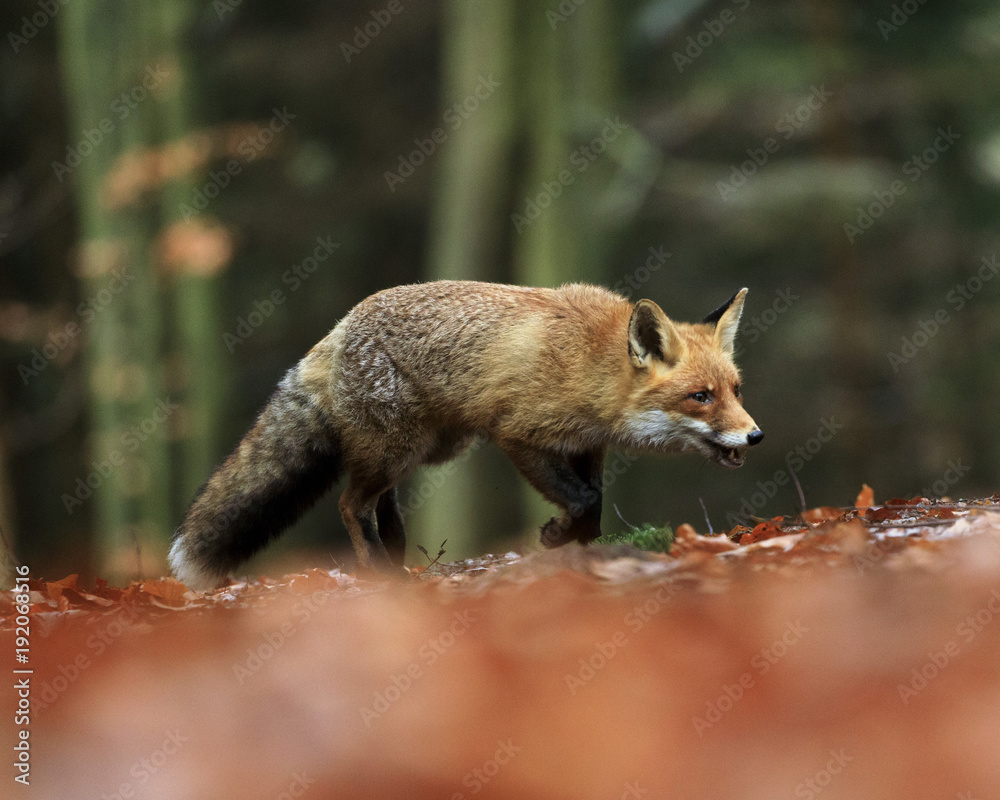 Red Fox running in orange autumn leaves.
