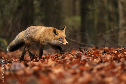 Red Fox running in orange autumn leaves.