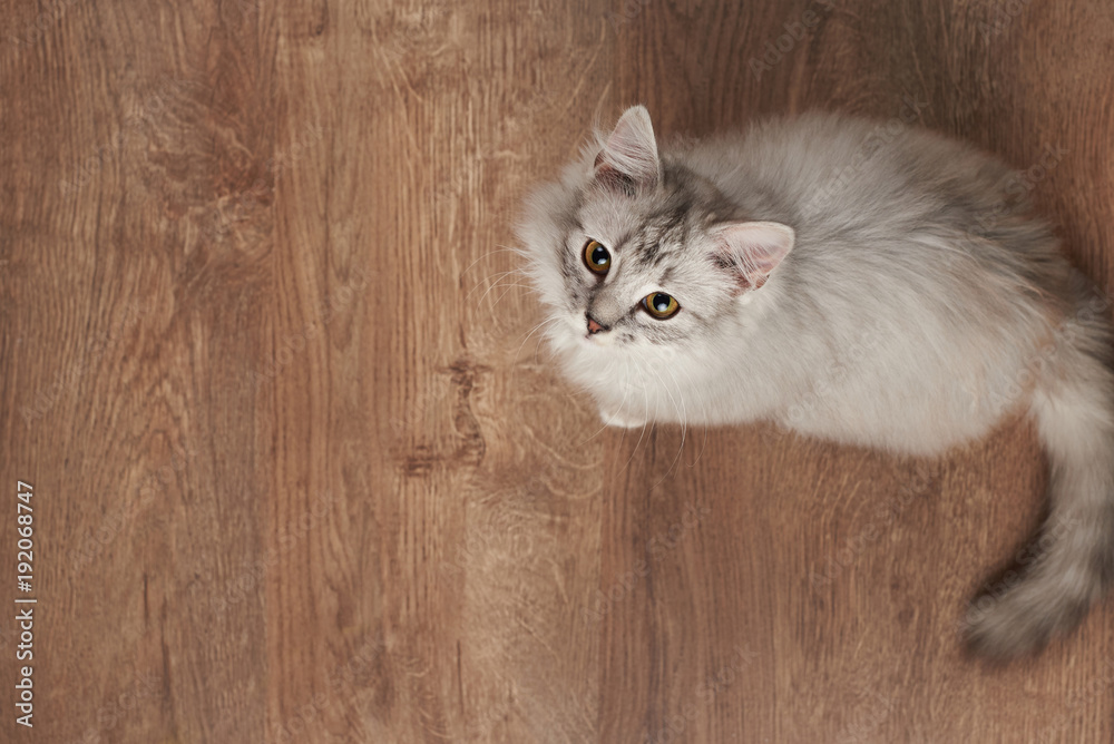 One fluffy cat playing on wooden floor