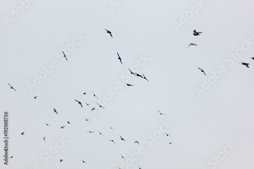 Birds Flying in Skies in Cloudy Winter Day