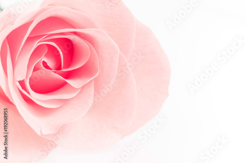 Pink Rose flowers on white background. Rosaceae. Postcard, cover, card