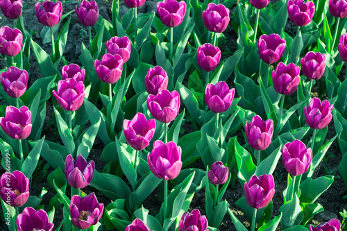 Many purple tulips blooming and flowering on spring flower garden