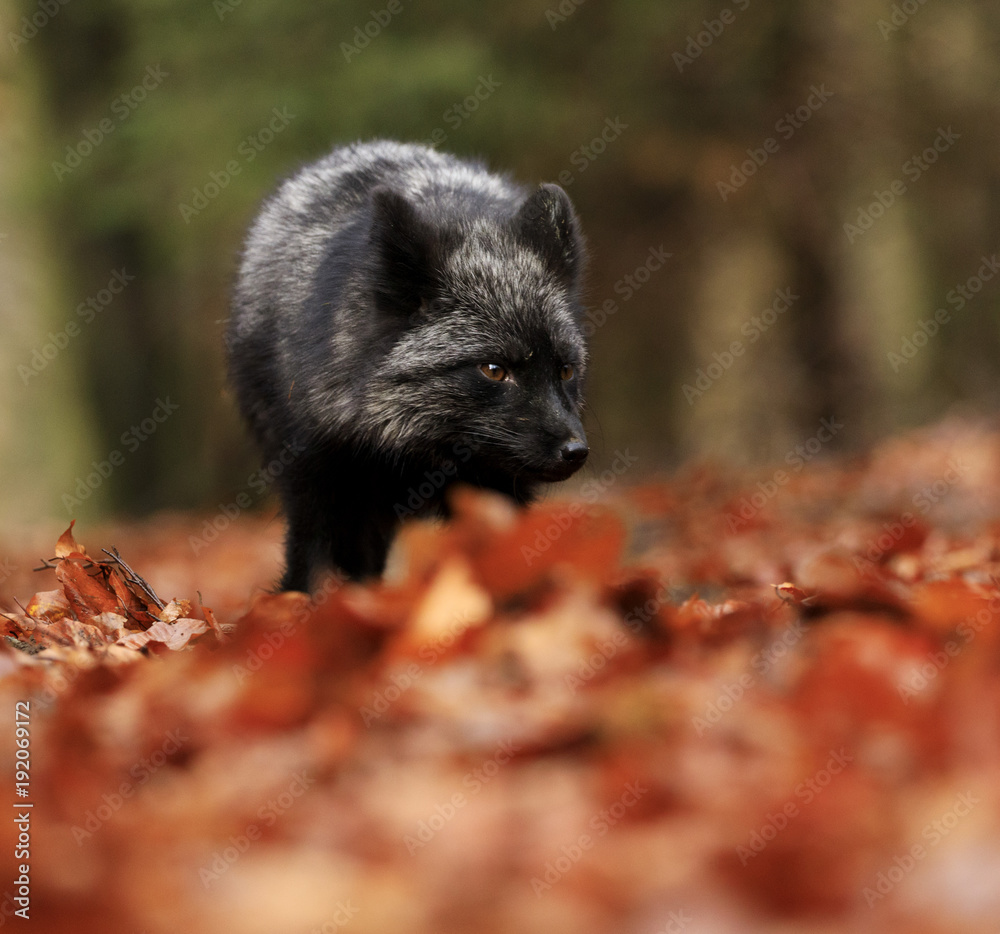 Black silver fox playing in autumn forest. Black silver fox playing in autumn forest.