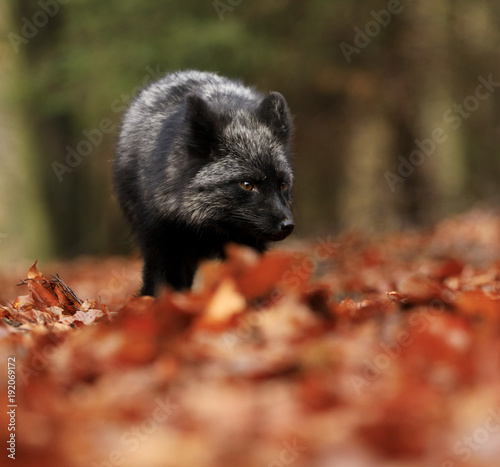 Black silver fox playing in autumn forest.