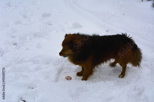A small brown dog stands over a meat bone in the winter courtyard of a private house against a background of white and dirty snow.