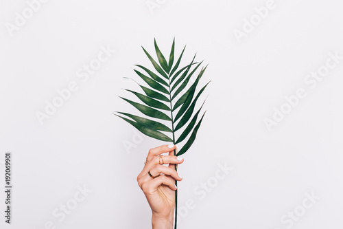 Palm leaf in female hand with manicure photo