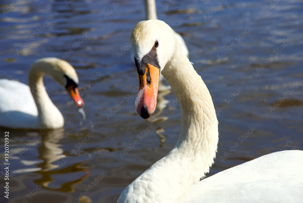 Swans on the lake Swans on the lake