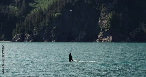 Slow motion, killer whale in Resurrection Bay