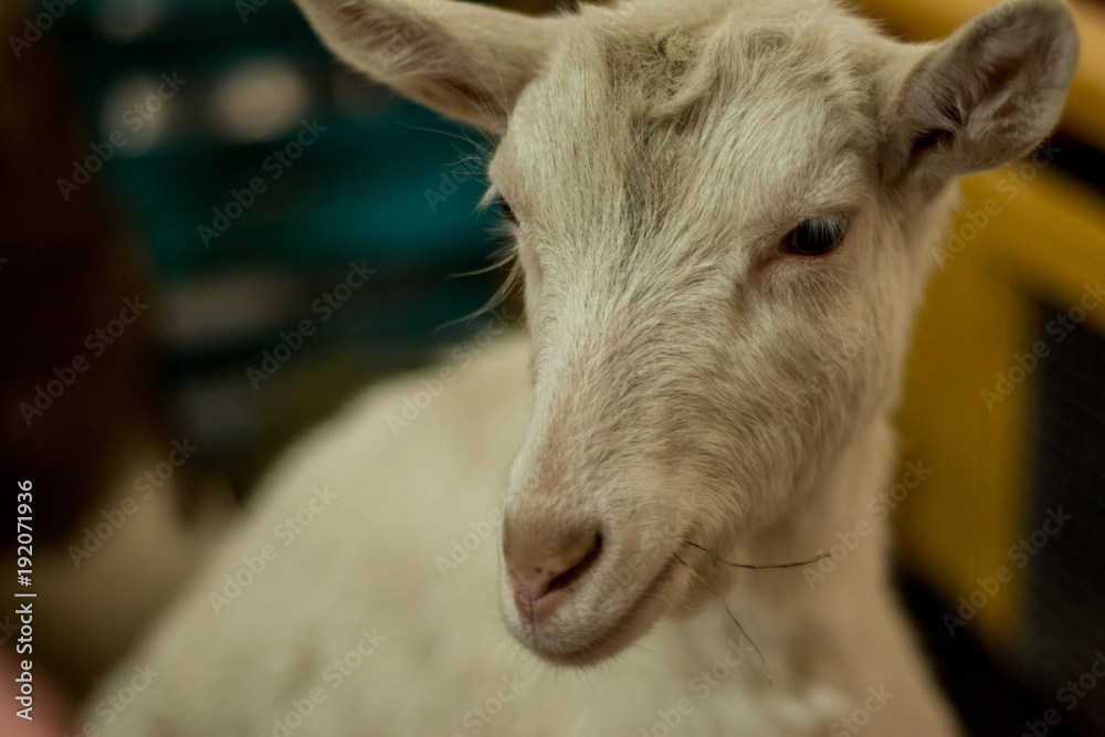 Fototapeta premium Funny and cute white goat posing standing in a multi-colored aviary from boxes