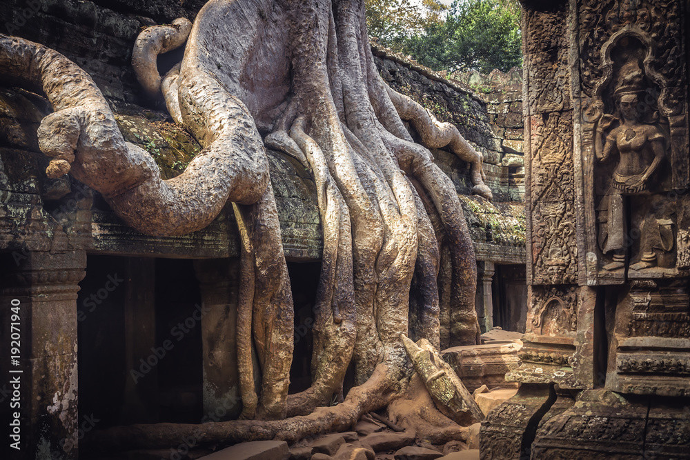 Cambodia travel icon banyan roots in Angkor wat temple Ta Prohm from Lara Croft Cambodia travel icon banyan roots in Angkor wat temple Ta Prohm from Lara Croft