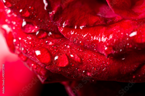 Amazing macro shot of dark red rose with water drops against black background.