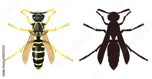 Color image of wasp and its silhouette. Vector illustration