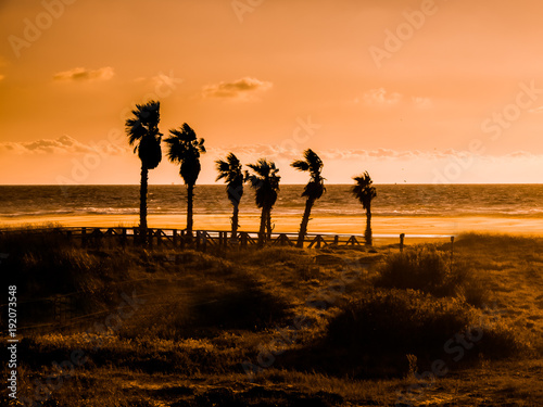Sunset on the beach of Tarifa, costa de la luz, Spain, with palm trees