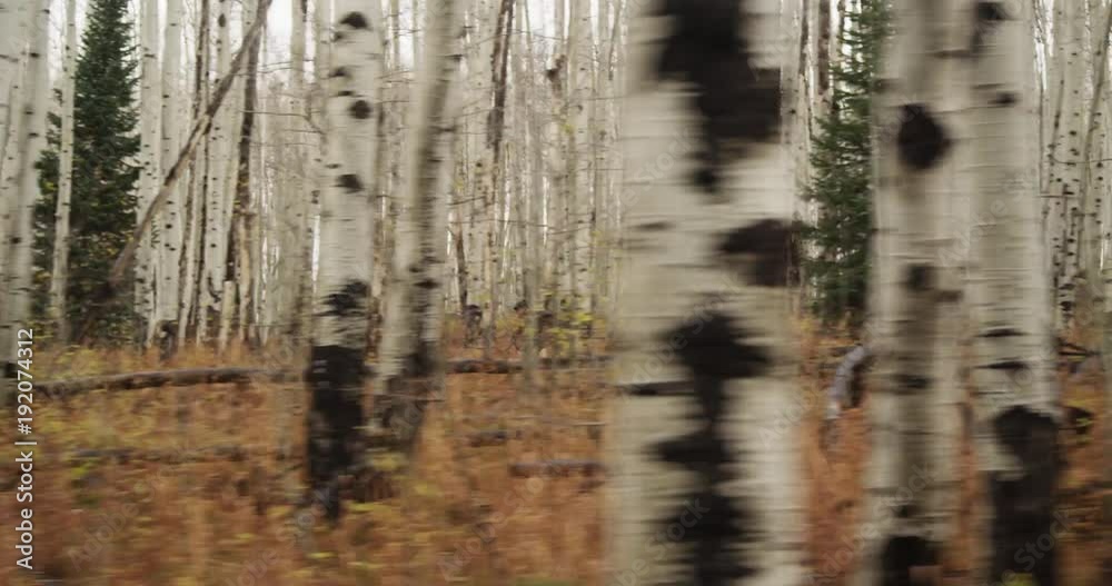 POV, cyclists in birch tree forest POV, cyclists in birch tree forest