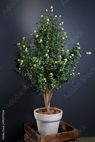 Decorative interior wood in a pot.