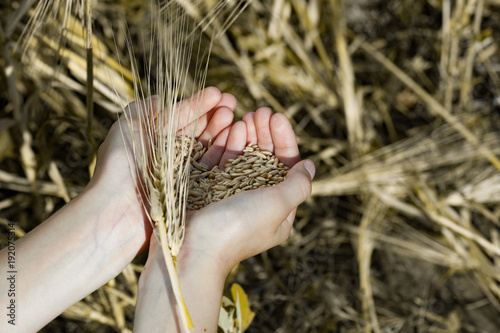 Harvest, close up of child hands holding wheat grains - agriculture, farming or prosperity concept