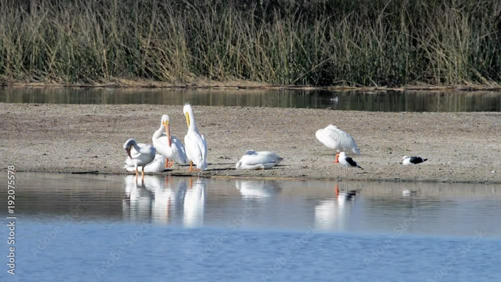HD Video of white pelicans preening on the beach with other pelicans resting nearby. The American white pelican (Pelecanus erythrorhynchos) is a large aquatic soaring bird from the order Pelecaniform HD Video of white pelicans preening on the beach with other pelicans resting nearby. The American white pelican (Pelecanus erythrorhynchos) is a large aquatic soaring bird from the order Pelecaniform