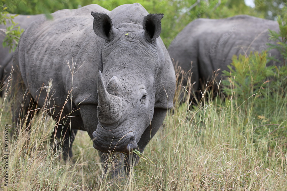 Portrait of free roaming white african rhino Portrait of free roaming white african rhino
