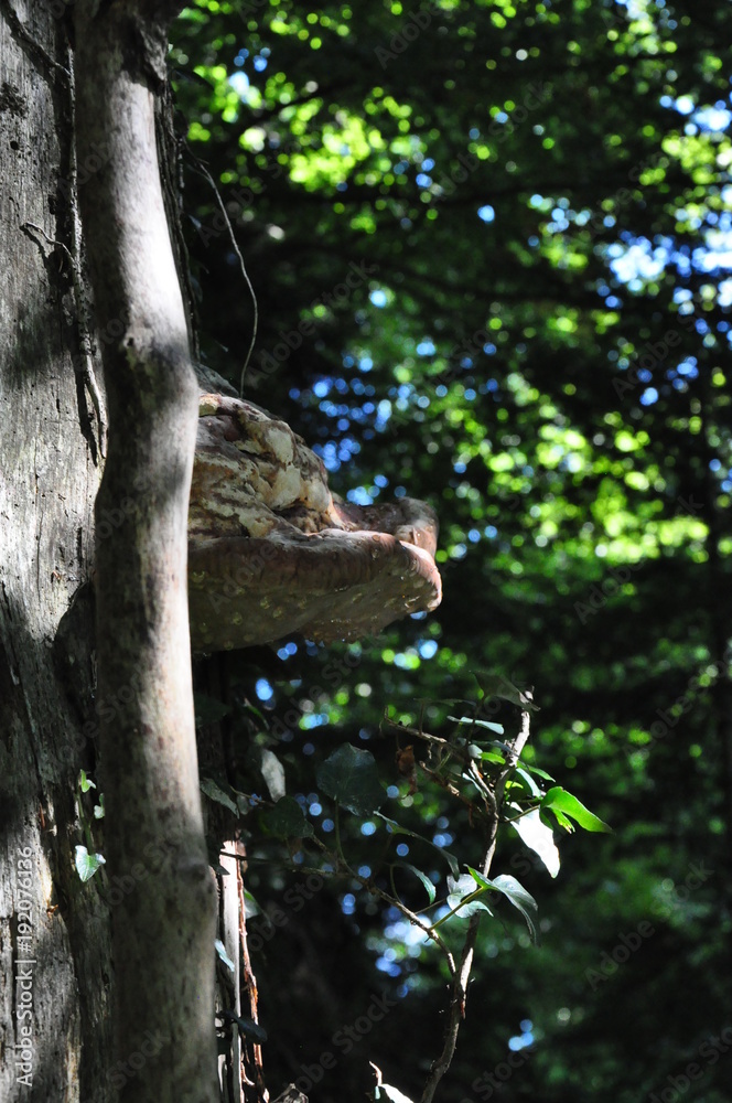 Wild mushroom on side of tree Wild mushroom on side of tree