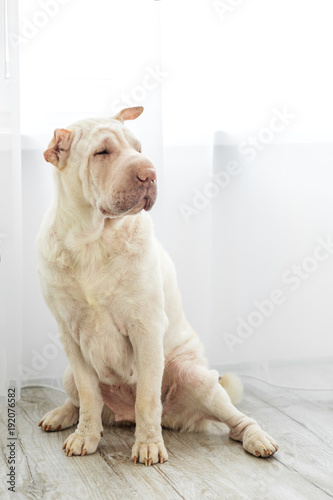 Adult Dog Sharpei. The concept of pets, a friend.