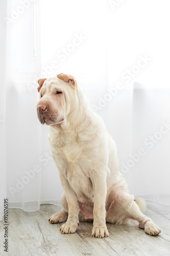 Sharpei dog breed is sitting in the room. The concept of pets, a friend.