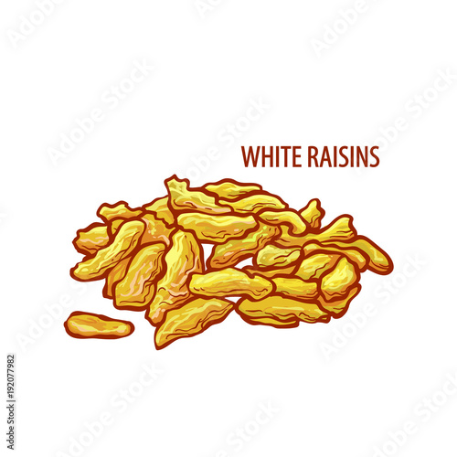 Vector dried white raisins. Isolated on white background.