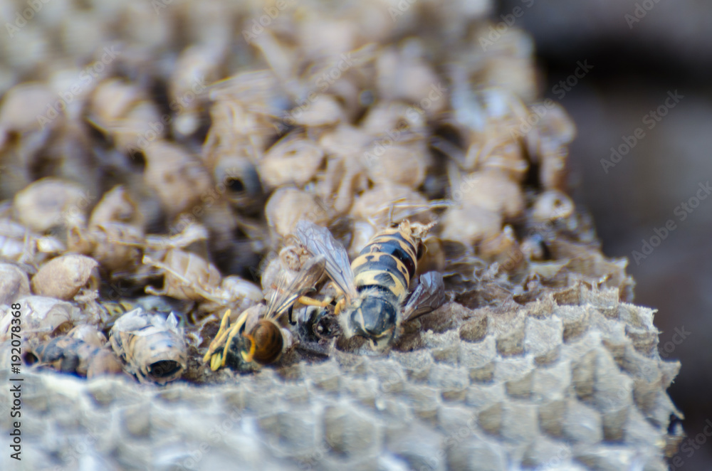 Fototapeta premium Wespennest