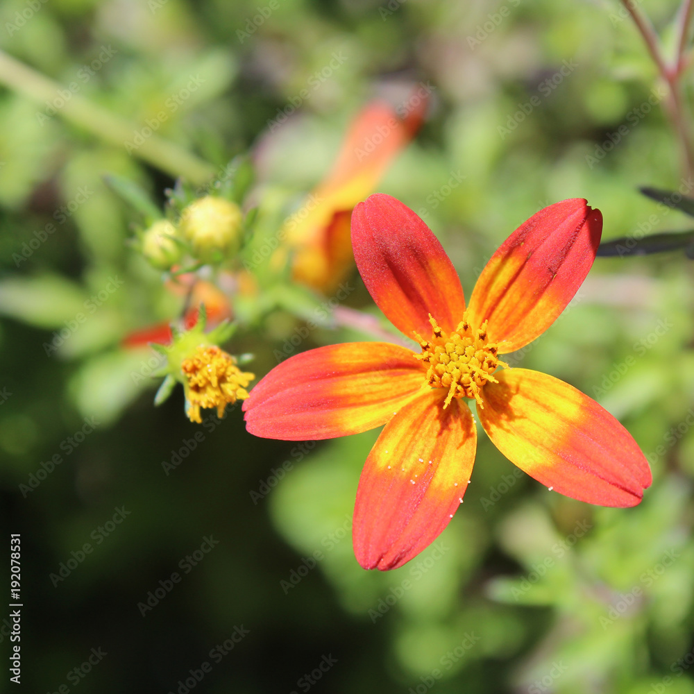 Red Yellow Ombre Flowers Red Yellow Ombre Flowers