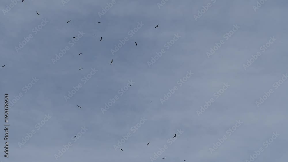 many wild eagles flying on a blue sky many wild eagles flying on a blue sky