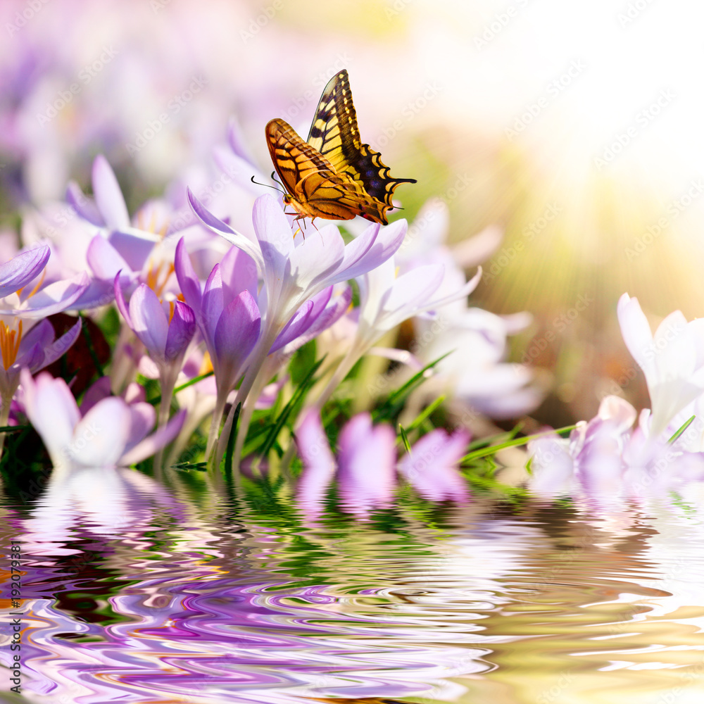 Wiese mit zarten Blumen im Frühling StockFoto Adobe Stock