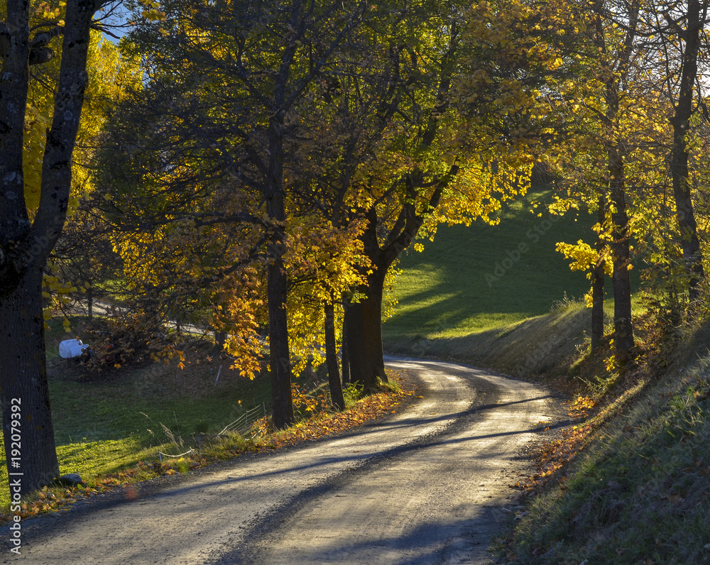 autumn road and trees