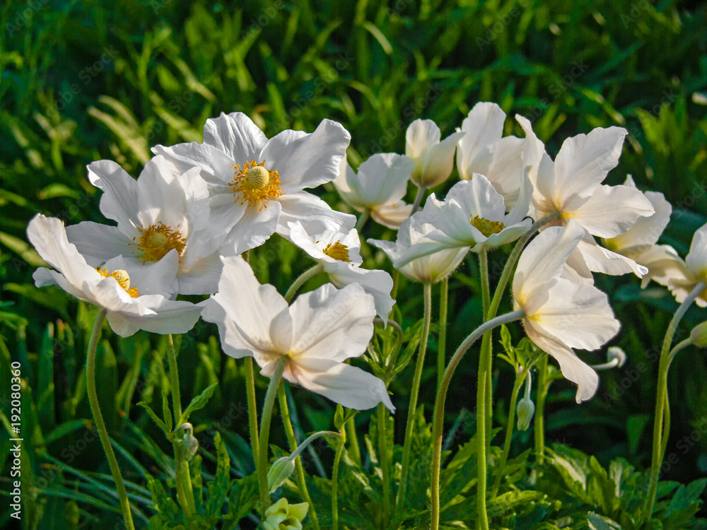 Anemone nemorosa. White spring flowers in garden. Anemone nemorosa. White spring flowers in garden.