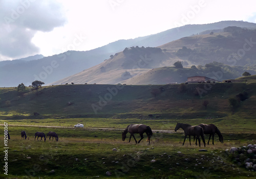 Horses graze on a meadow against a background of misty mountains.