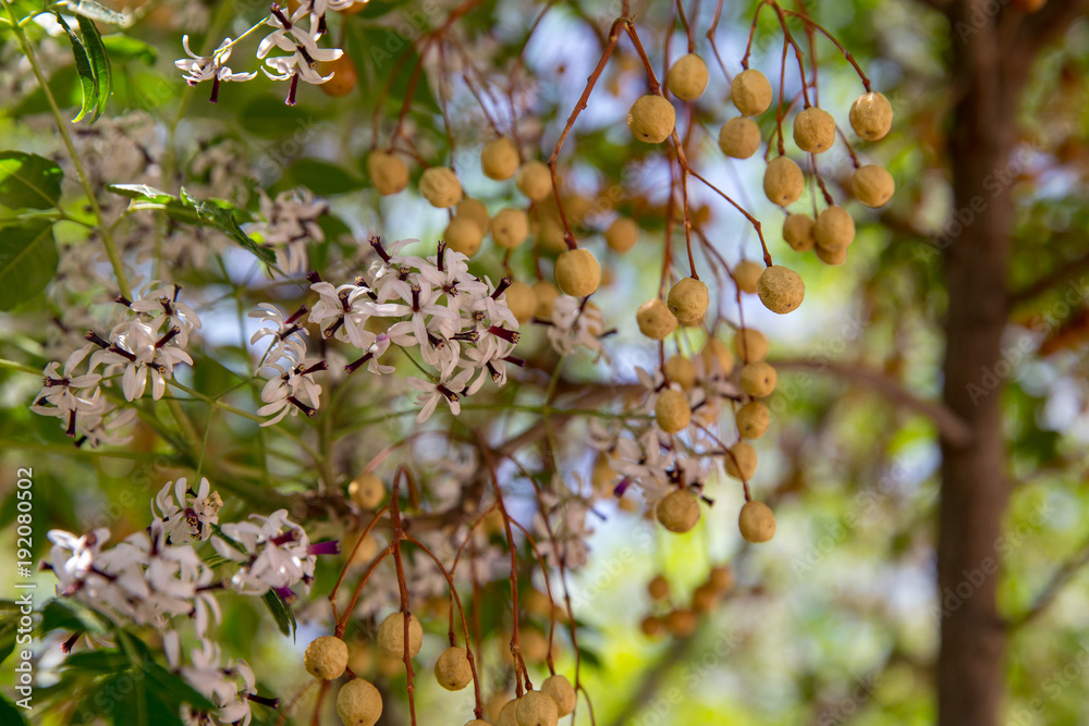 Obraz premium Melia azedarach, Khorasan, Iran