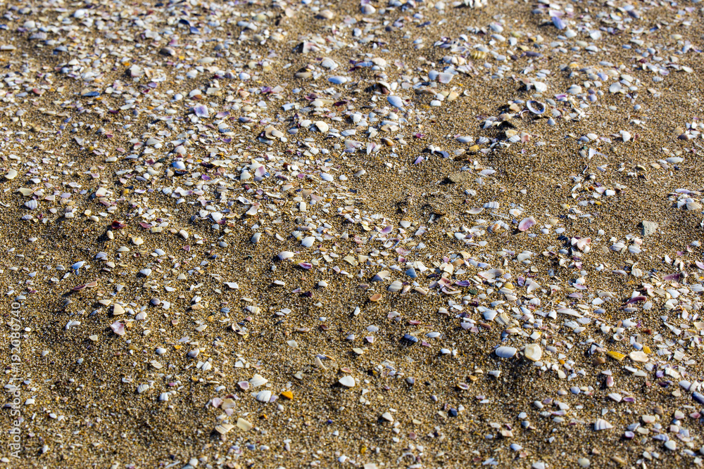 seashells and sand on beach