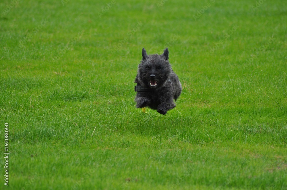 Cairn Terrier im Anflug Cairn Terrier im Anflug