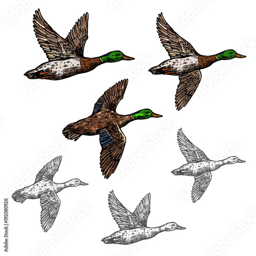 Mallard duck vector sketch wild bird icon